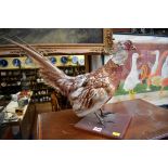 Taxidermy: a Pheasant, on wood plinth.
