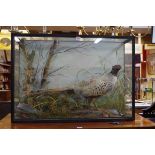 Taxidermy: a Pheasant, in a glazed case, 59 x 84cm.