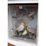 Taxidermy: a group of English garden birds, to include Starling; Bullfinch; Hawfinch; Thrush; etc