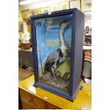 Taxidermy: a Grey Heron, in a glass fronted case, 89.5 x 54cm.