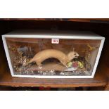 Taxidermy: a Stoat and Yellowhammer, in a glass fronted case, 46cm wide.