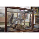Taxidermy: a Grey Squirrel, in a glazed case, 32.5cm high x 44.5cm wide x 31.5cm deep.