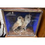 Taxidermy: a pair of Barn Owls, in a glass fronted case, 38 x 43cm