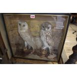 Taxidermy: a Barn Owl and a Short-Eared Owl, in a glass fronted case, 48.5 x 52cm.