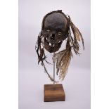 A Papua New Guinea 'Asmat' head hunter's trophy full skull, decorated with Cowrie Shell eyes and