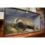 Taxidermy: a Badger, in glass fronted case, 36.5 x 69cm.