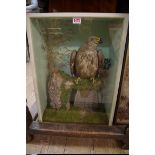 Taxidermy: a Buzzard, in a glass fronted case, 56.5 x 31.5cm.