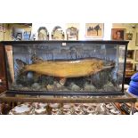 Taxidermy: a Pike, bearing label inscribed 'Caught by Mr H de P.B Veale, at Tourmakeddy, Lough Mask,