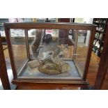 Taxidermy: a Grey Squirrel, in a glazed case, 32.5cm high x 44.5cm wide x 31.5cm deep.