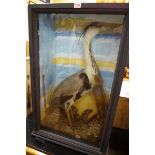 Taxidermy: a Grey Heron, in a glass fronted case, 89.5 x 54cm.