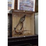 Taxidermy: a brace of pheasants, in glass fronted case, 79cm square.