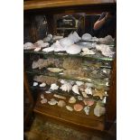 A large collection of seashells and similar. (4 shelves)