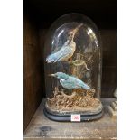 Taxidermy: two Kingfishers, under a glass dome, total height 35.5cm.