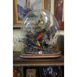Taxidermy: a display of exotic birds, under glass dome, 50cm high.