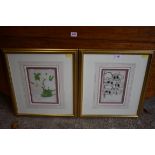 Two botanical prints.This lot can only be collected on Saturday 10th October (10-2pm)