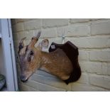 Taxidermy: a Muntjac deer head, on mahogany shield.