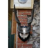 Taxidermy: a large pair of antelope horns, with partial skull mount, on ebonized shield.