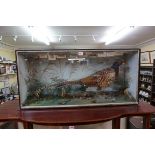 Taxidermy: a Cock Pheasant, in a glass fronted case, 43 x 90cm.