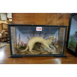 Taxidermy: a Stoat and Chaffinch, in a glazed case, 20 x 36cm.