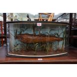 Taxidermy: a Burbot, in a glazed bow fronted case, 29.5 x 58.5cm. The Burbot is the only gadiform