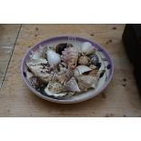A small collection of seashells, in pottery bowl.