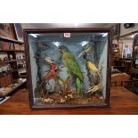 Taxidermy: a display of eight birds, in a glass fronted case, 46 x 48cm.