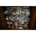 Natural History: a quantity of seashells, to include: abalone. (four shelves)