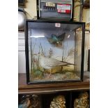 Taxidermy: a Gull and a Kingfisher, in a glazed case, labelled 'G White, Naturalist, 114 Fisherton