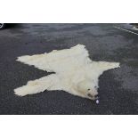 Taxidermy: a polar bear skin rug, with full head mount, 204cm long x 217cm wide, on coarse linen