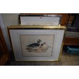 (THH) After J Gould, a set of four antique bird prints, 33 x 41.5cm.