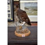 Taxidermy: a Grouse, total height 38cm.