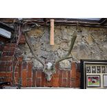 Taxidermy: a pair of fallow deer antlers, with skull mount.