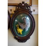 Taxidermy: a Turtle Dove and Golden Oriole, in an oak frame with convex glass, 80 x 50cm.