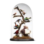 Interior Design/Taxidermy: A Victorian glass dome of colourful tropical South American birds, 58cm