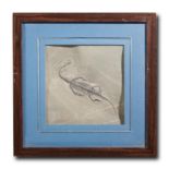 Interior Design/Fossils: A framed Keichosaur fossil, Guizhou Province, China, Triassic, 43cm wide by