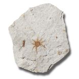 Interior Design/Fossils: A very rare spider fossil (Gnaphosa liaoningensis), Beipiao Liaoning,