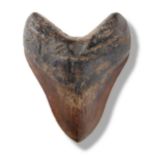 Interior Design/Fossils: A large and good Megalodon tooth, South Carolina, USA, Miocene, 14.5cm on