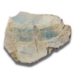 Interior Design/Fossils: A dragonfly fossil (Sinaeschnidia cancellosa), Beipiao Liaoning, China,