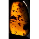 Interior Design/Amber: An amber specimen containing three insects, insect remains and other