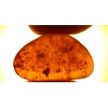 Interior Design/Amber: An amber specimen containing a tick and other organic inclusions, Hukawng