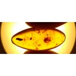 Interior Design/Amber: Three amber specimens containing scale insects, other insects and various