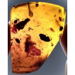 Interior Design/Amber: An amber specimen containing seven insects, leaves, other flora and various