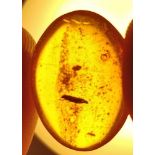 Interior Design/Amber: Two amber specimens containing enhydros, insects and other organic