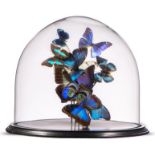 Interior Design/Taxidermy: A display of colourful butterflies under glass dome, modern, 24cm high