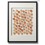 Natural history: A framed display of scallop shells, modern, 73cm high by 52cm wide