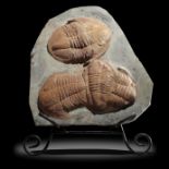 Fossils: An asaphus trilobite plate on metal easel stand, Ordovician period, Atlas mountains,