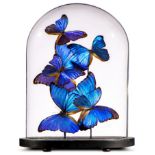 Natural history: A display of colourful butterflies under glass dome, modern, 38cm high