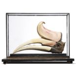 Natural history: A Victorian Hornbill sp; head in case, 29cm high by 46cm wide