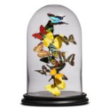 Natural history: Two butterfly domes, modern, 37cm high