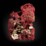 Natural history: A large red bamboo coral specimen (sp Tubipora musica), Solomon Islands, with